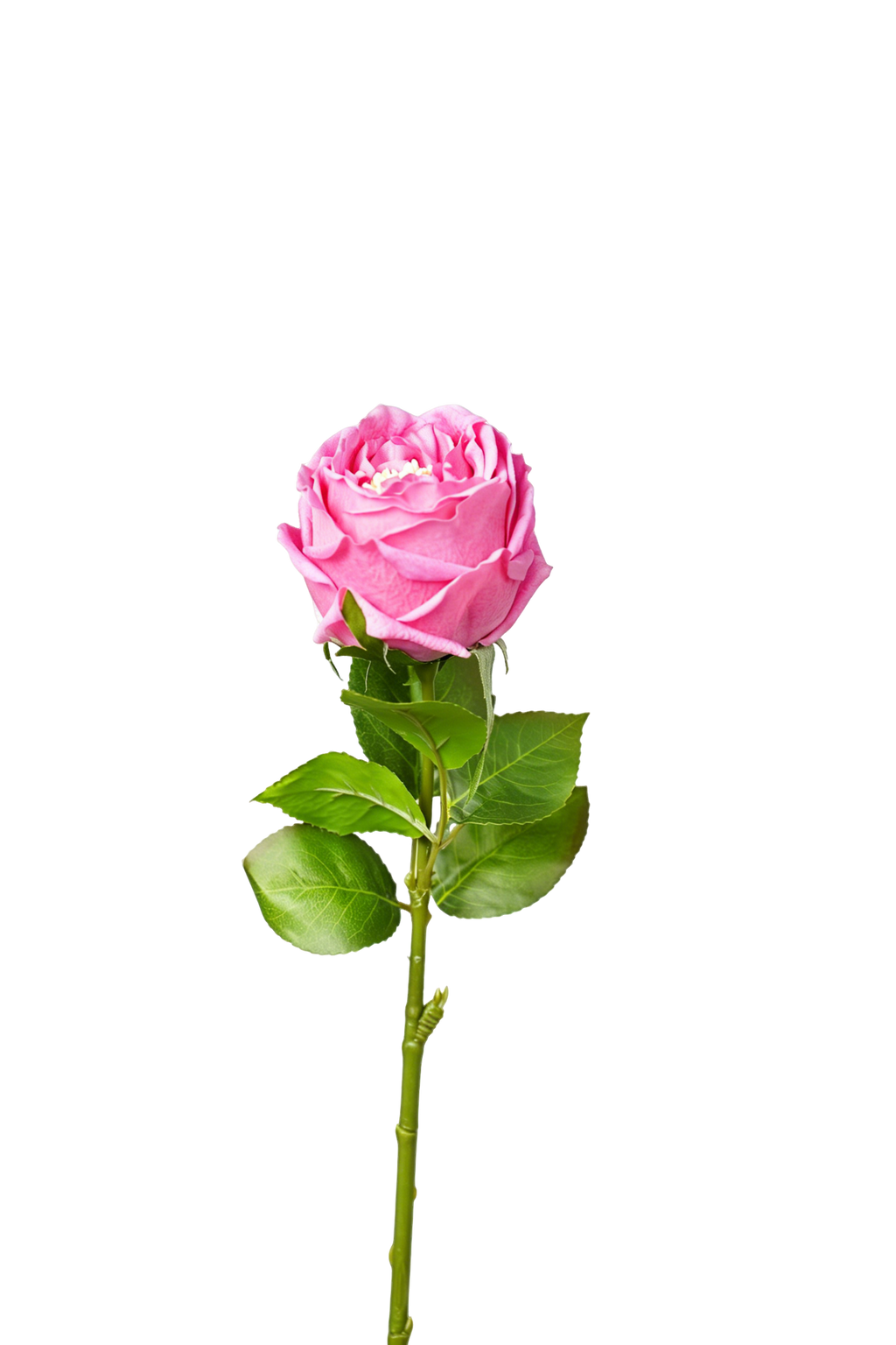 Aurelia Austin Rose Stem, 44 cm (Single Head)