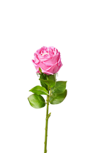 Aurelia Austin Rose Stem, 44 cm (Single Head)