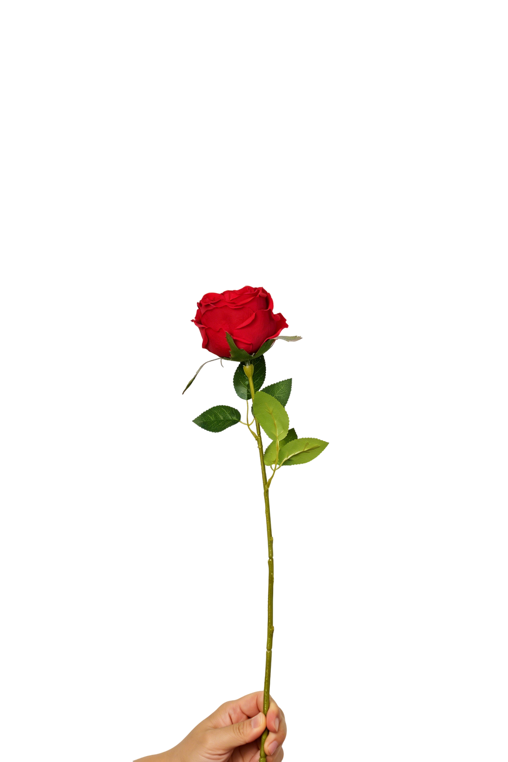 Aurelia Austin Rose Stem, 44 cm (Single Head)
