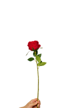 Aurelia Austin Rose Stem, 44 cm (Single Head)