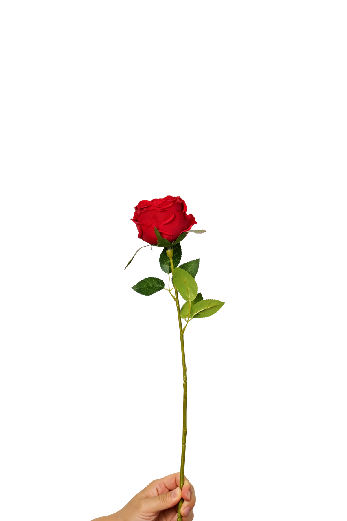 Aurelia Austin Rose Stem, 44 cm (Single Head)
