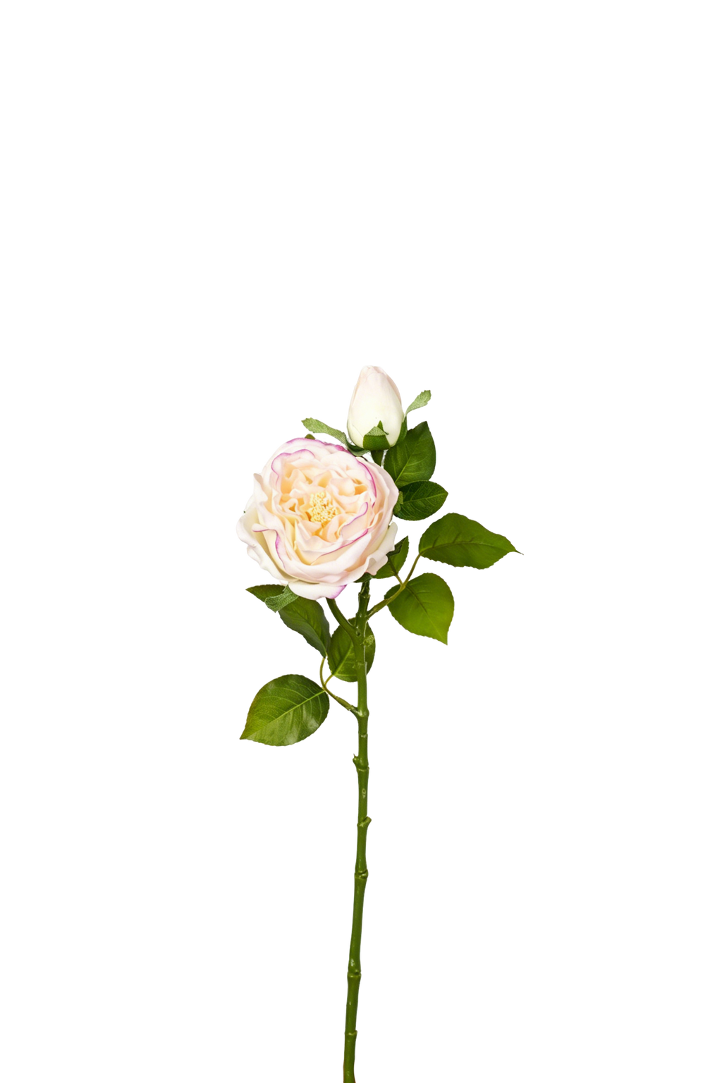 Aurelia Austin Rose Stem, 53 cm (Double Head)