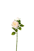 Aurelia Austin Rose Stem, 53 cm (Double Head)