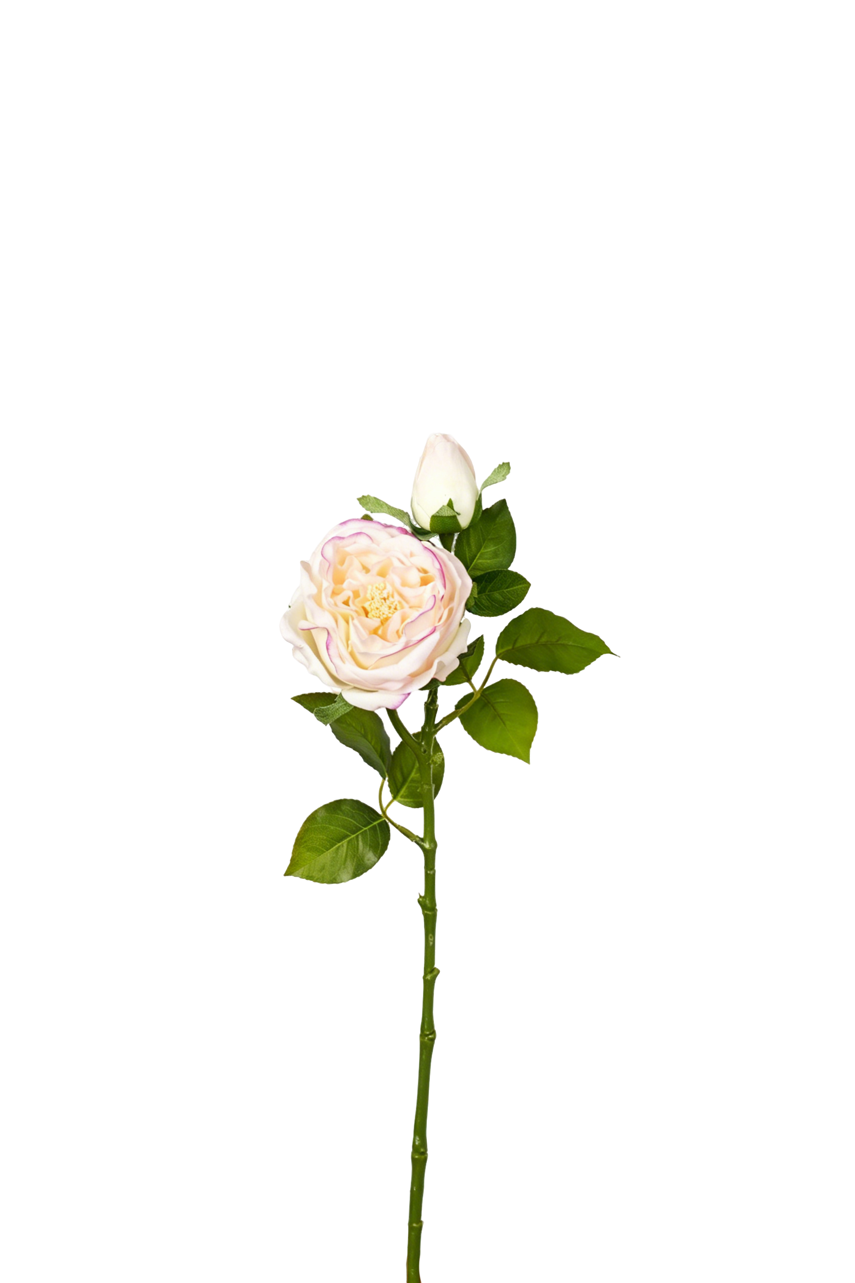 Aurelia Austin Rose Stem, 53 cm (Double Head)