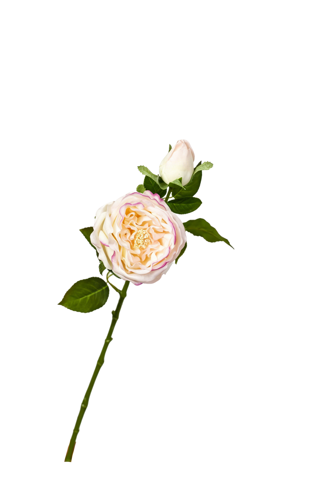 Aurelia Austin Rose Stem, 53 cm (Double Head)