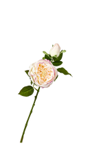 Aurelia Austin Rose Stem, 53 cm (Double Head)