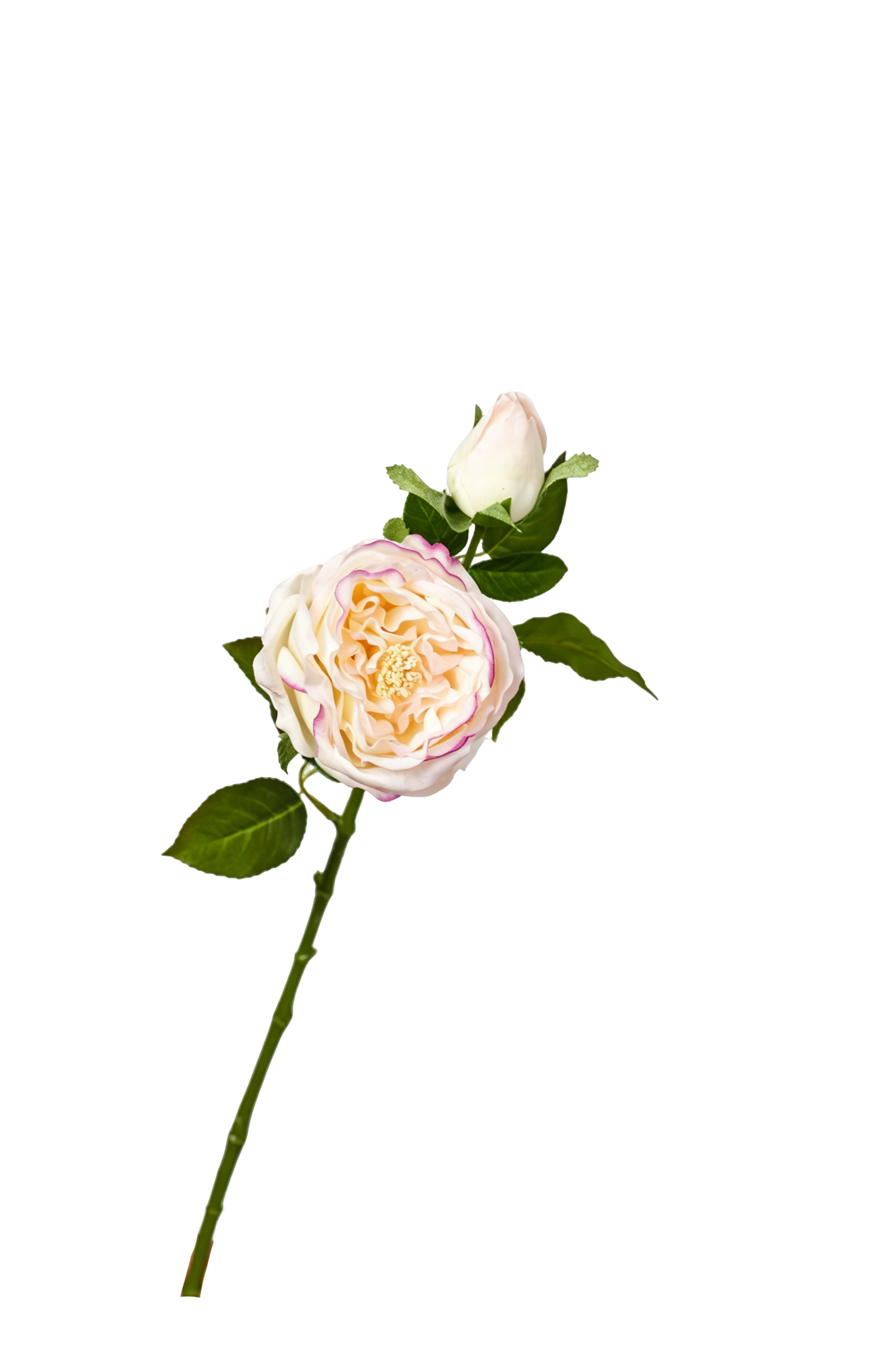 Aurelia Austin Rose Stem, 53 cm (Double Head)