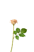 Painterly Rose Stem, 43cm