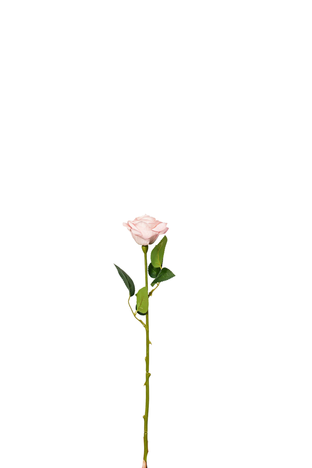 Petite Rose Stem, 45 cm