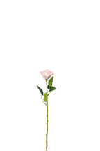 Petite Rose Stem, 45 cm