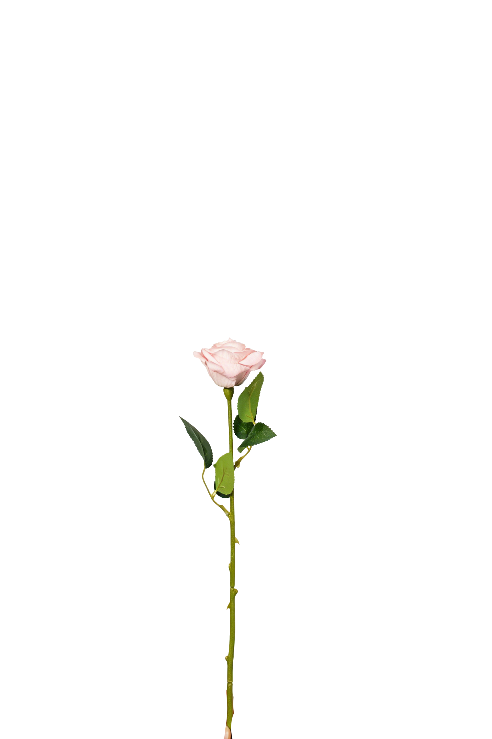Petite Rose Stem, 45 cm