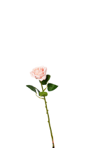 Petite Rose Stem, 45 cm
