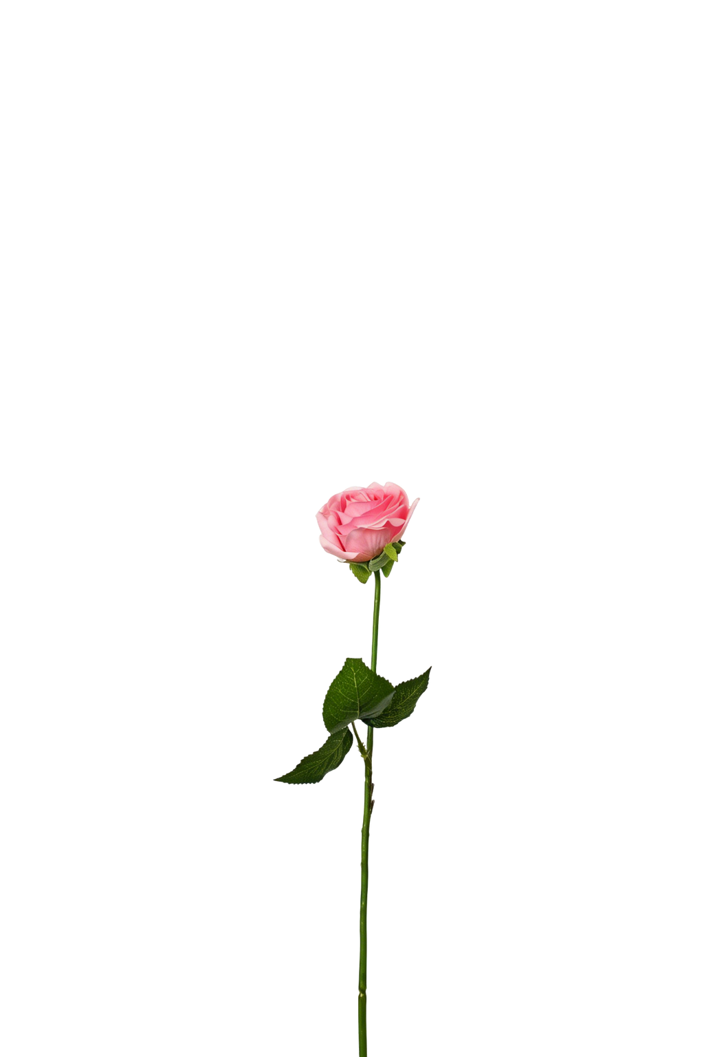 Petite Rose Stem, 45 cm