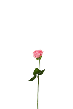 Petite Rose Stem, 45 cm