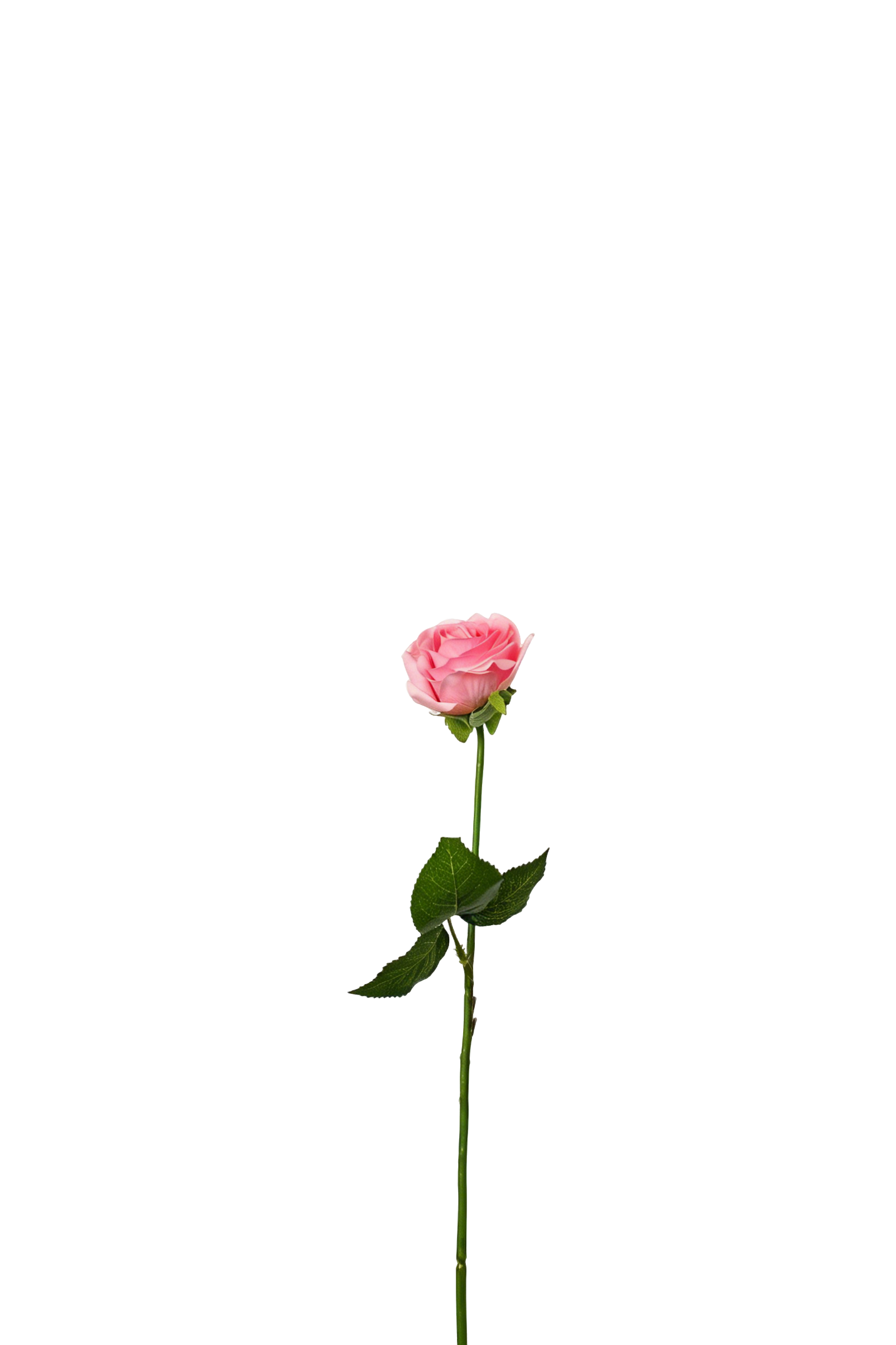 Petite Rose Stem, 45 cm