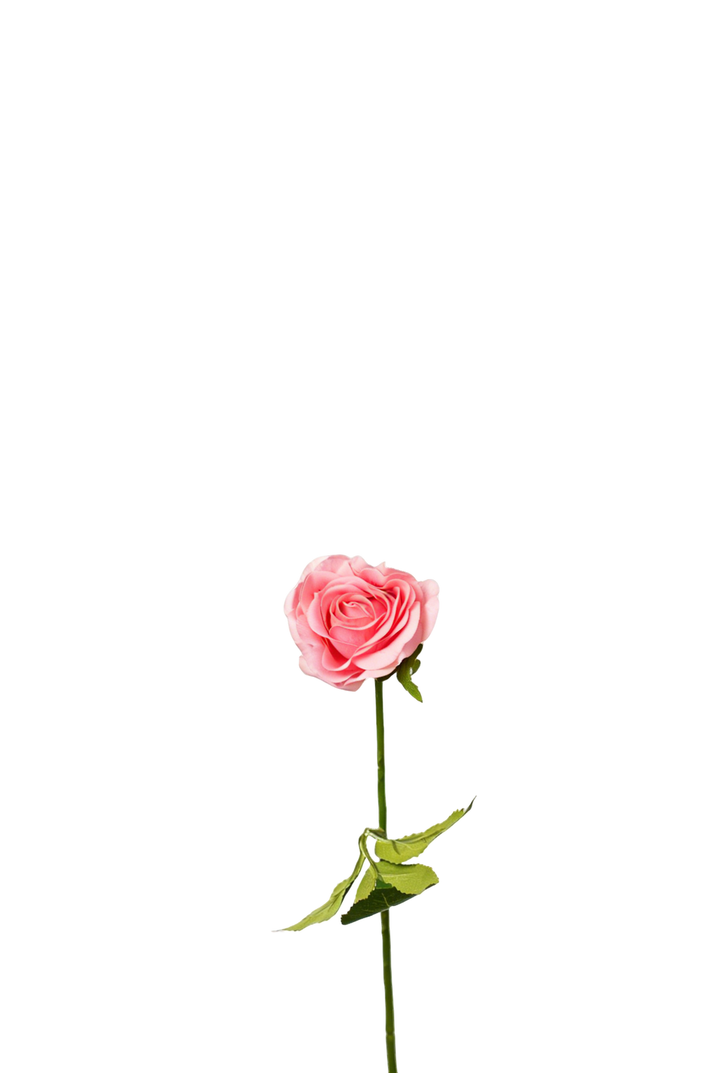 Petite Rose Stem, 45 cm