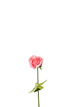 Petite Rose Stem, 45 cm