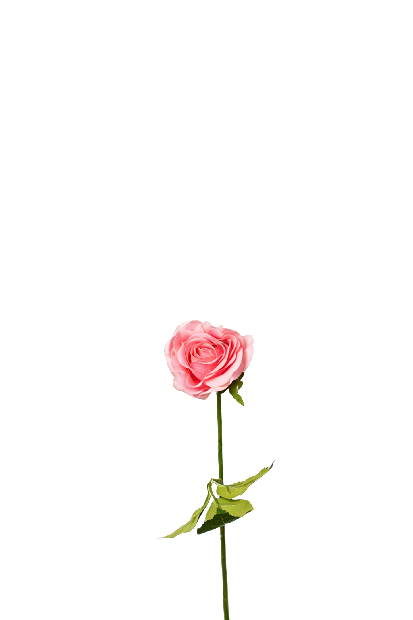 Petite Rose Stem, 45 cm