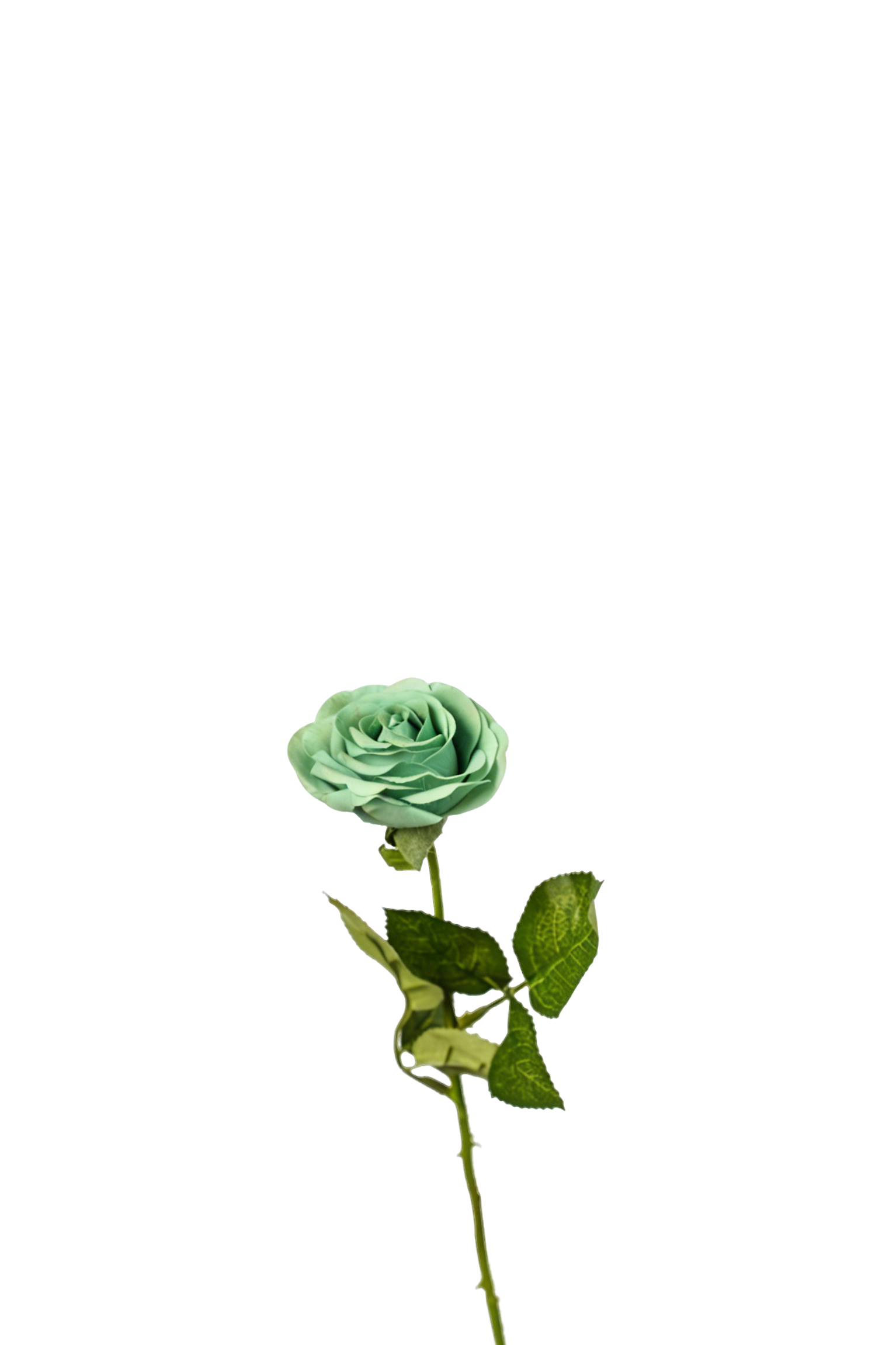 Petite Rose Stem, 45 cm