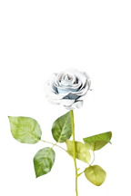 Painterly Rose Stem, 43cm