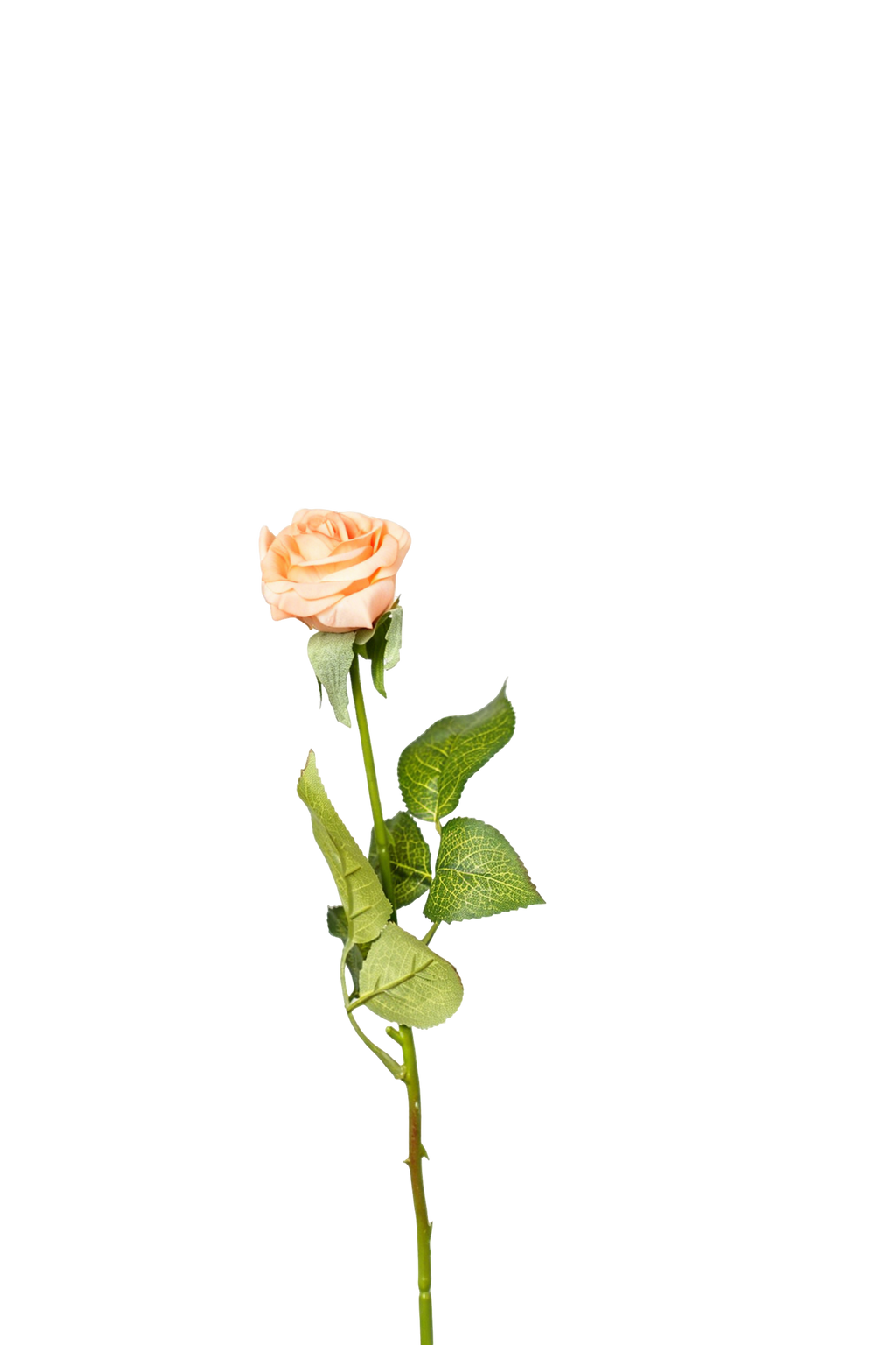 Petite Rose Stem, 45 cm