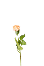 Petite Rose Stem, 45 cm