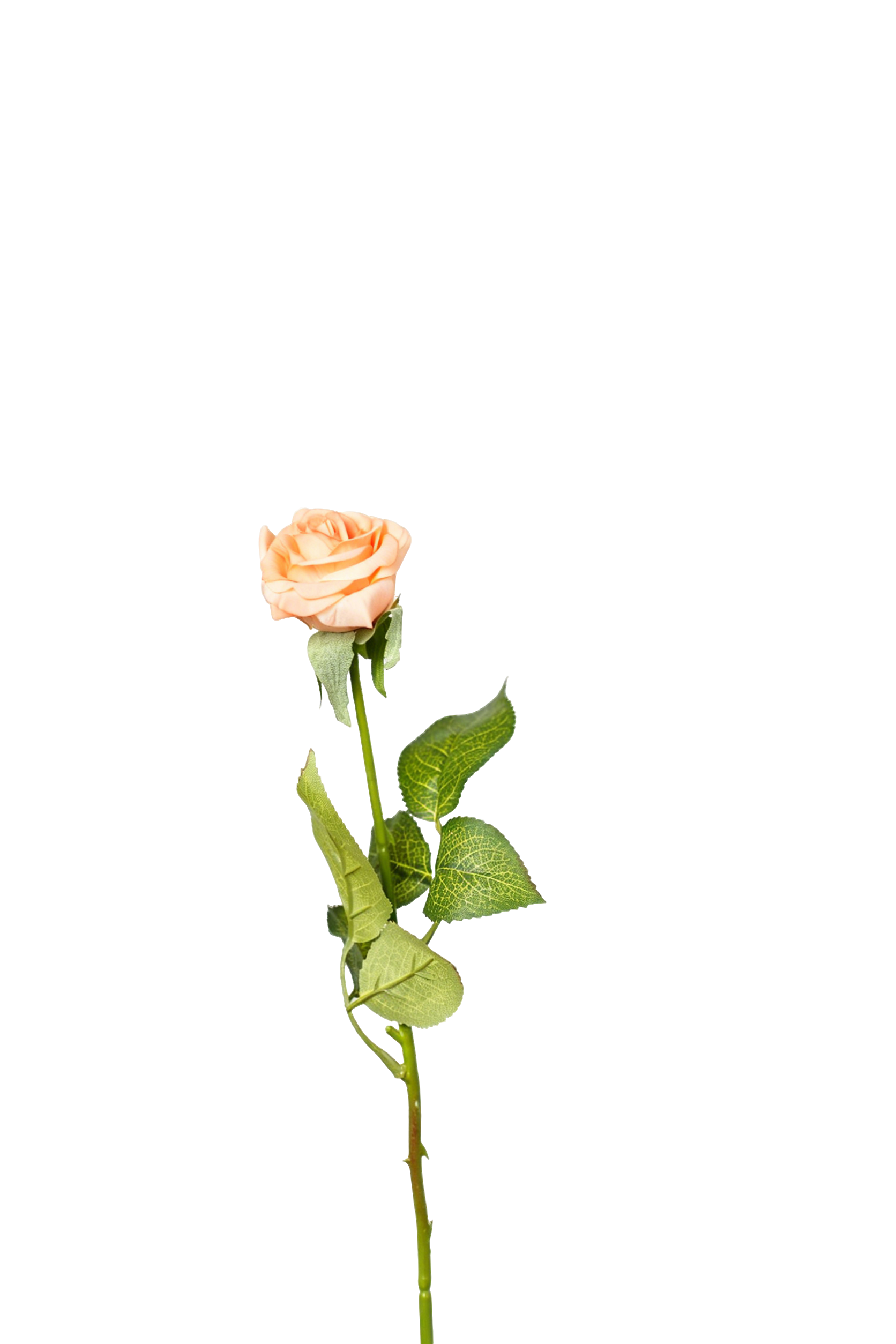 Petite Rose Stem, 45 cm