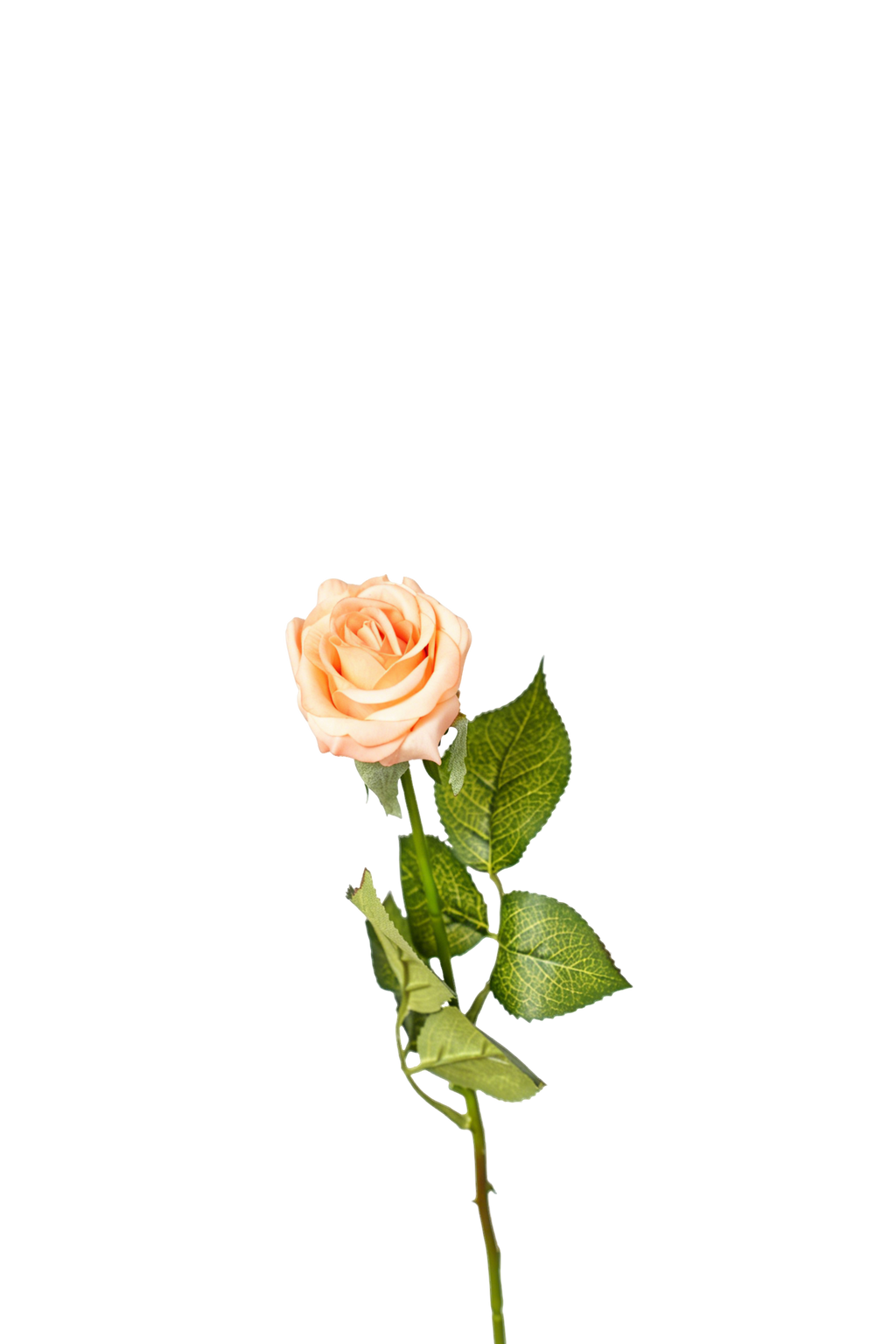 Petite Rose Stem, 45 cm