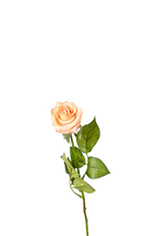 Petite Rose Stem, 45 cm