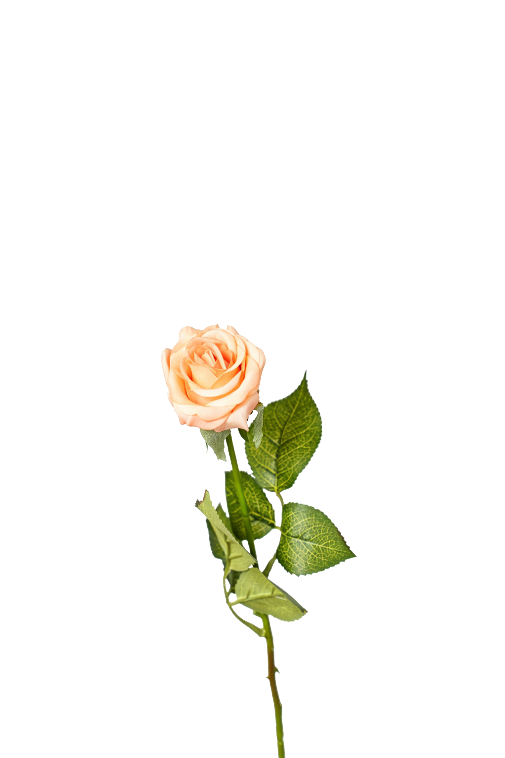 Petite Rose Stem, 45 cm