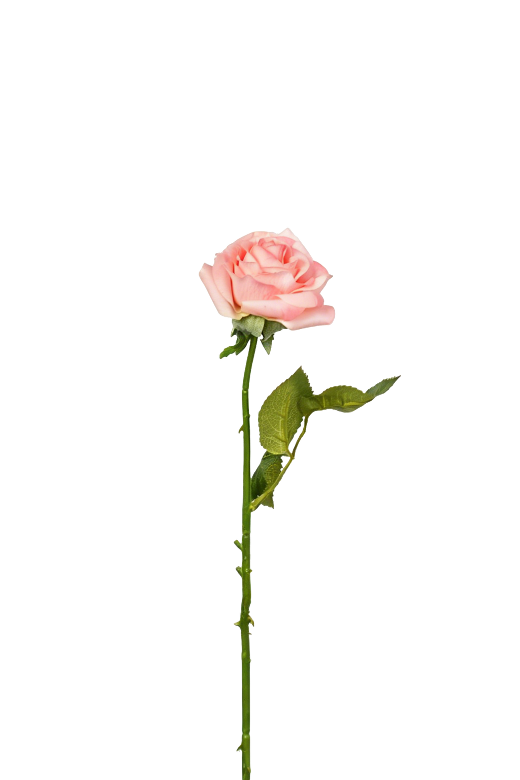 Petite Rose Stem, 45 cm