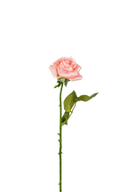 Petite Rose Stem, 45 cm