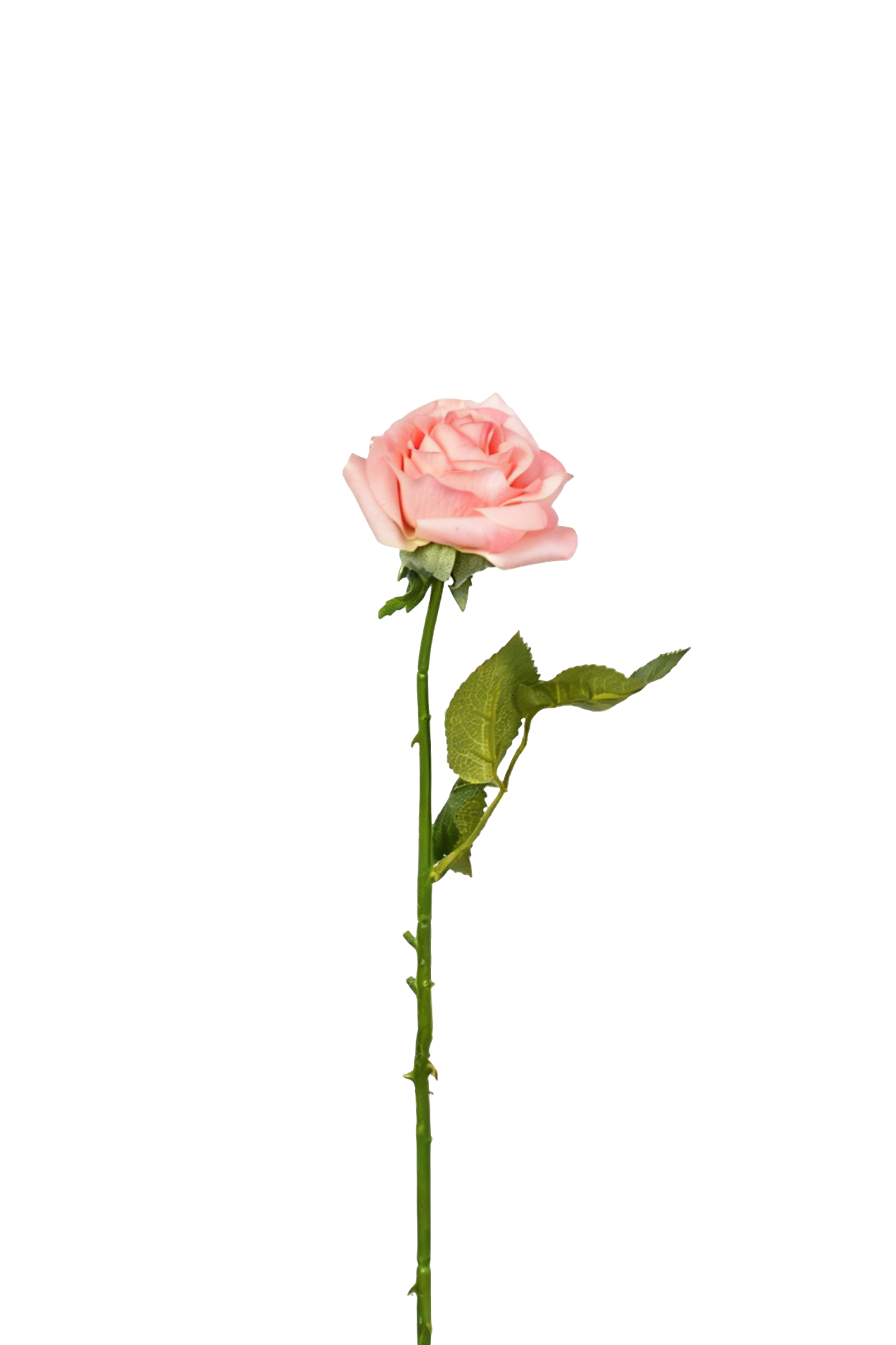 Petite Rose Stem, 45 cm