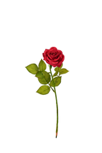 Petite Rose Stem, 45 cm