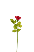 Petite Rose Stem, 45 cm