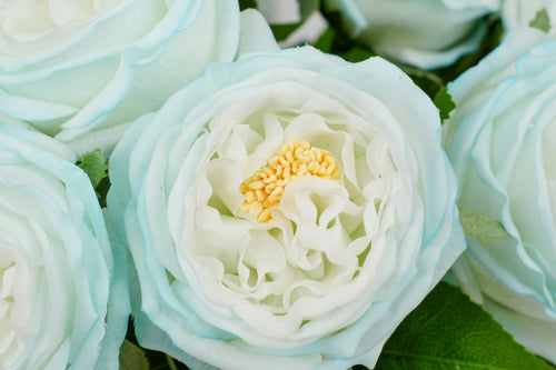 Aurelia Austin Rose Stem, 44 cm