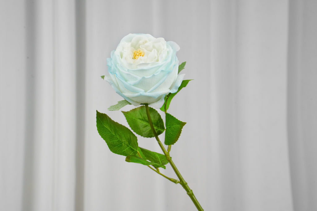 Aurelia Austin Rose Stem, 44 cm