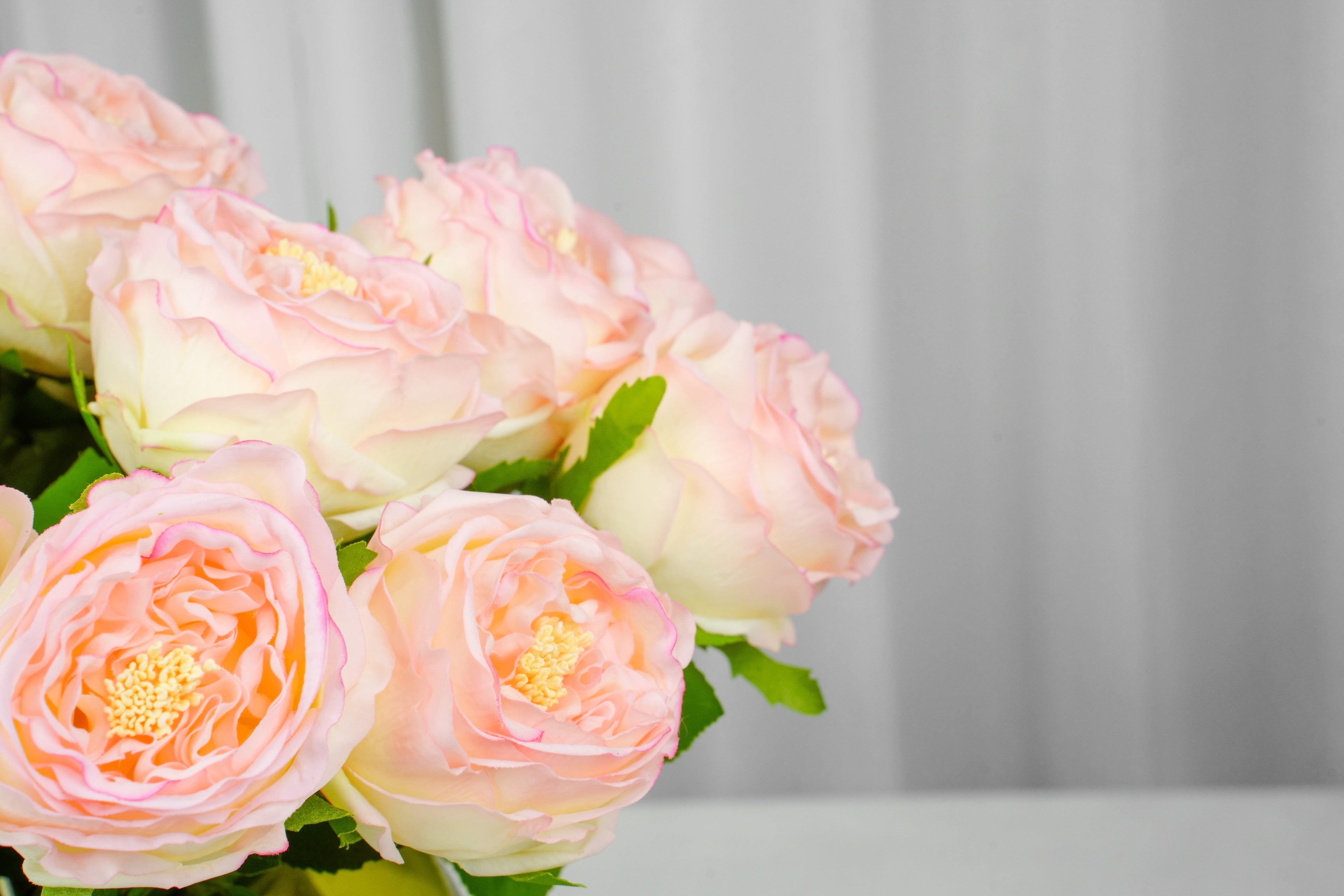 Aurelia Austin Rose Stem, 44 cm