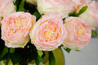 Aurelia Austin Rose Stem, 44 cm