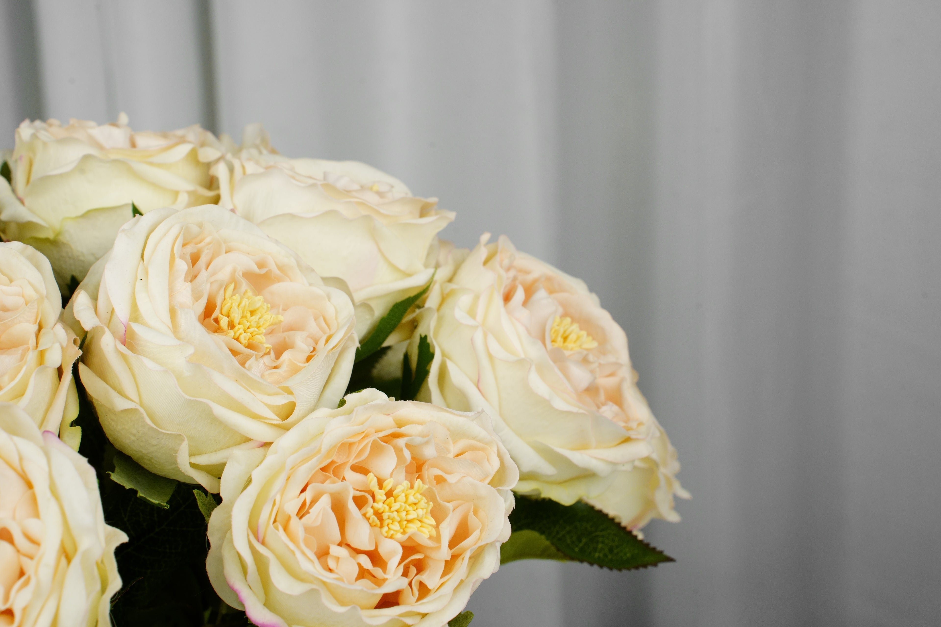 Aurelia Austin Rose Stem, 44 cm