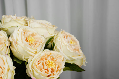 Aurelia Austin Rose Stem, 44 cm