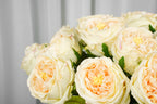 Aurelia Austin Rose Stem, 44 cm