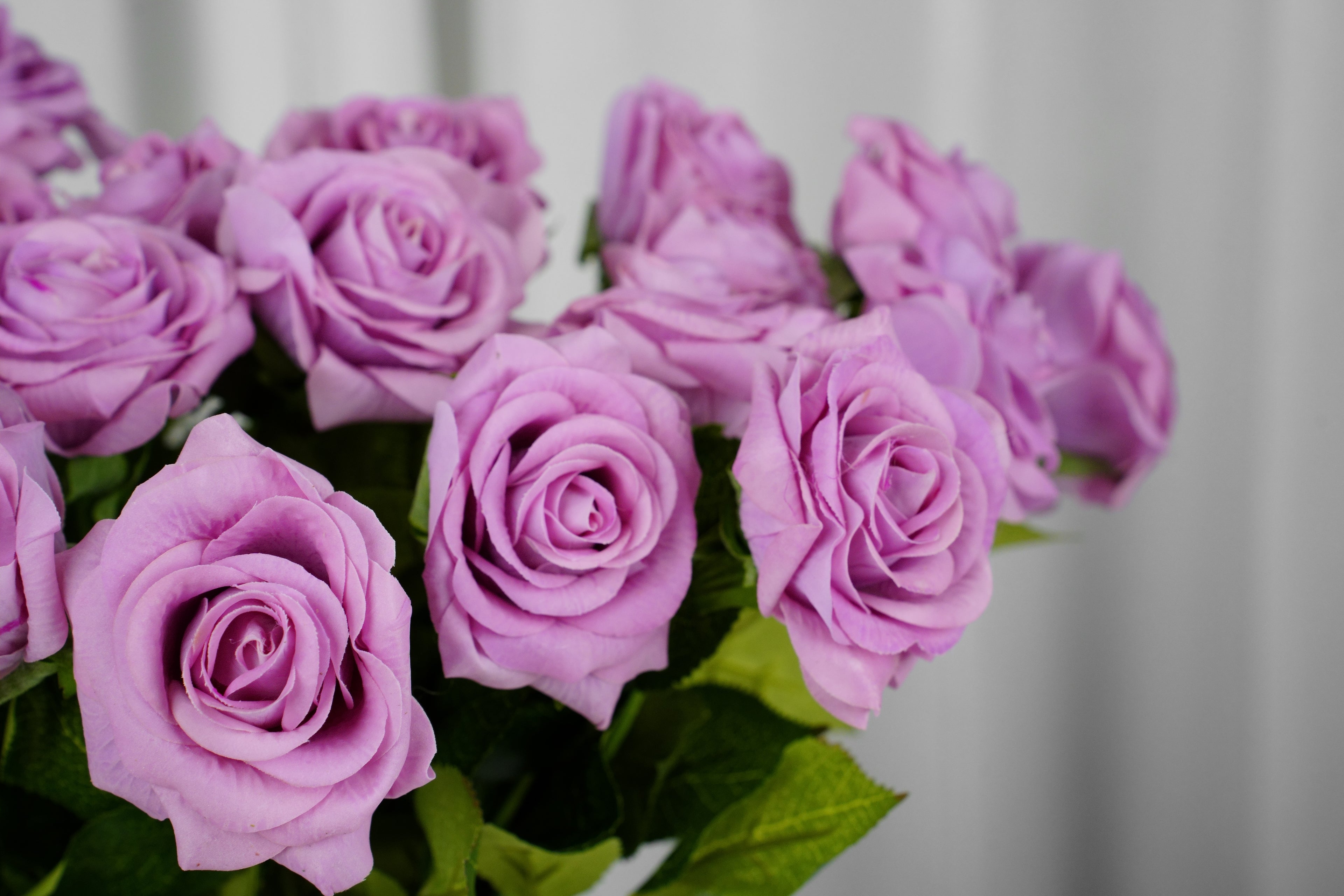 Rosalie Petite Rose Stem, 45 cm