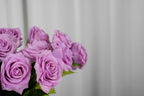 Rosalie Petite Rose Stem, 45 cm
