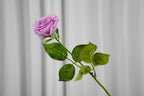 Rosalie Petite Rose Stem, 45 cm