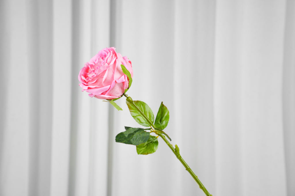 Aurelia Austin Rose Stem, 44 cm