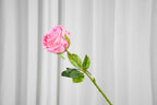 Aurelia Austin Rose Stem, 44 cm