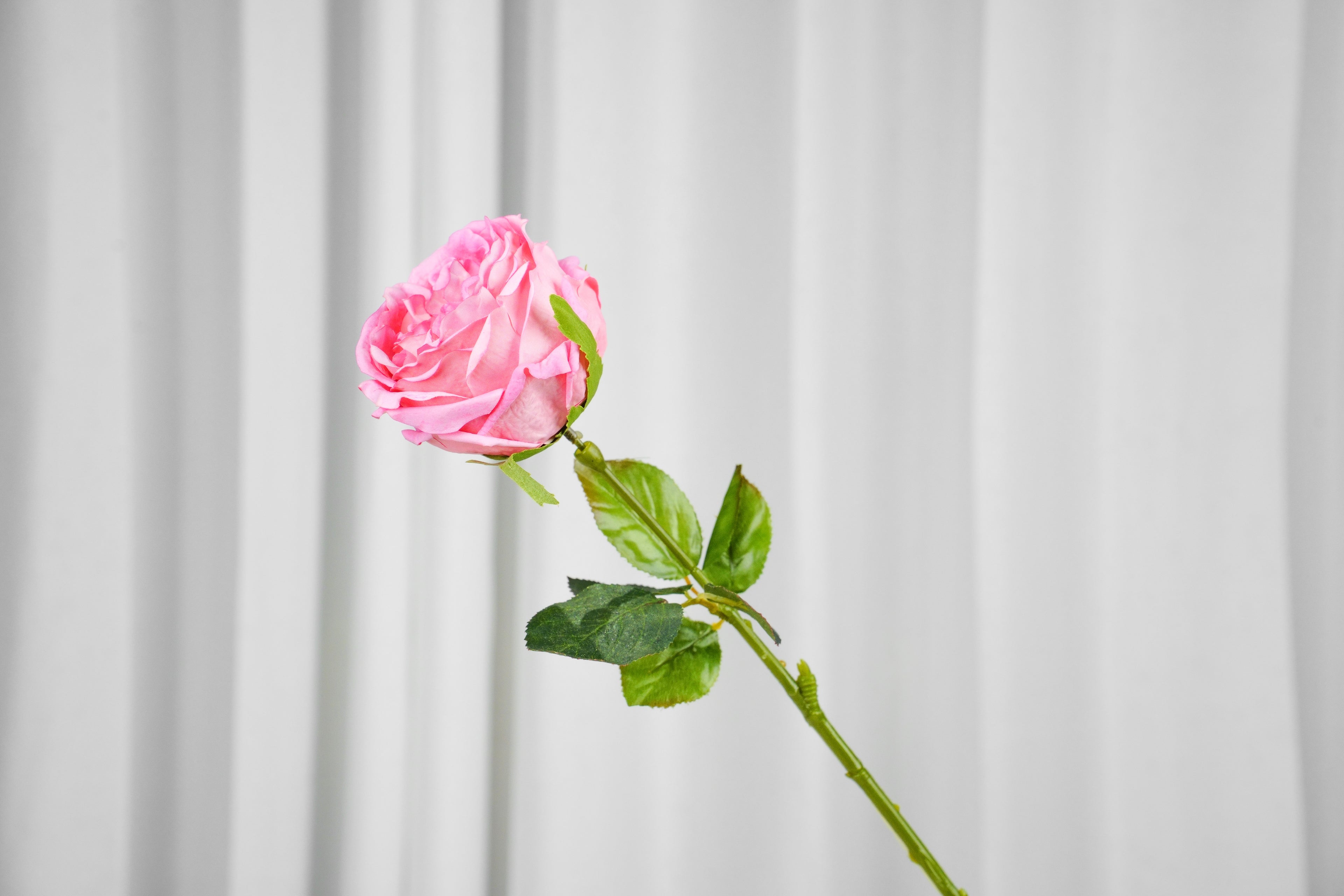Aurelia Austin Rose Stem, 44 cm