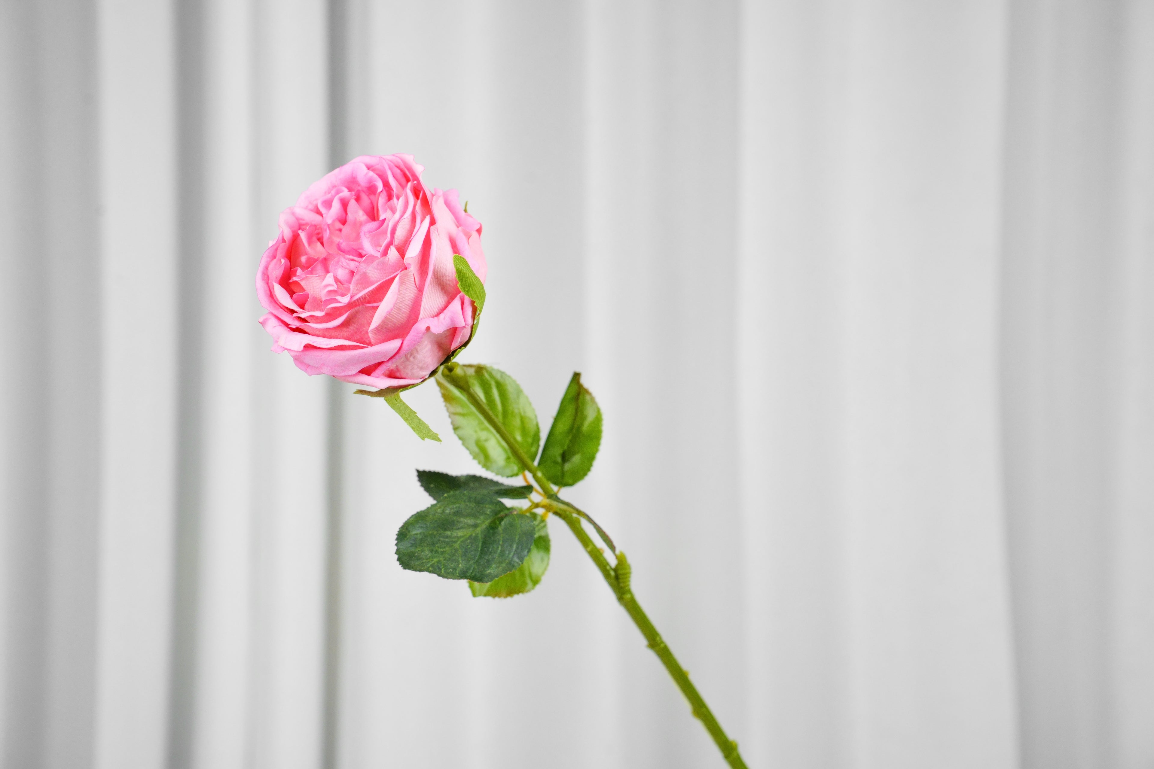 Aurelia Austin Rose Stem, 44 cm