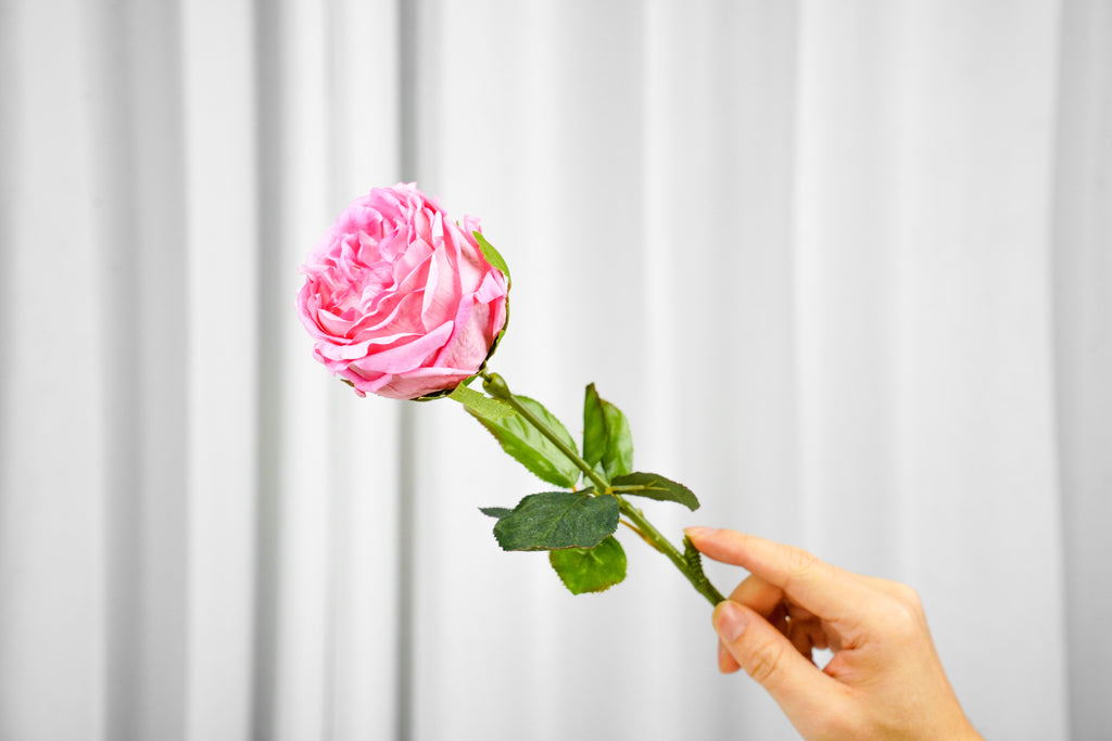 Aurelia Austin Rose Stem, 44 cm